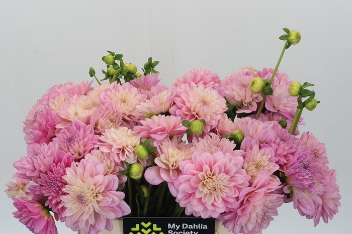 Dahlia Pink Pop