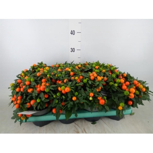 Solanum pseudocapsicum 'Megaball'