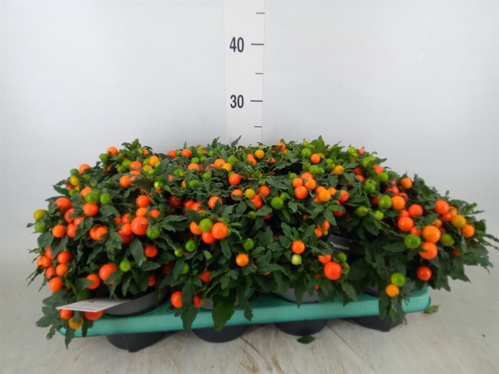 <h4>Solanum pseudocapsicum 'Megaball'</h4>