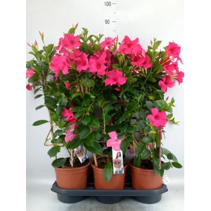 Mandevilla sand. 'SumStar Pink'
