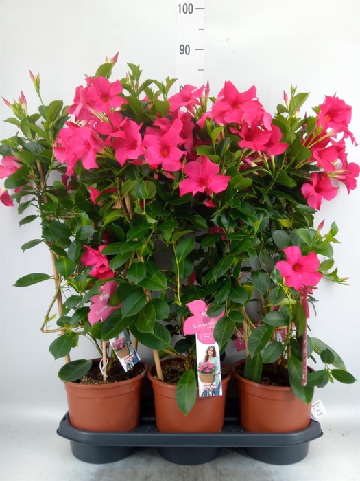 <h4>Mandevilla sand. 'SumStar Pink'</h4>