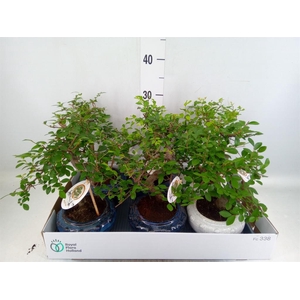 Bonsai   ...mix