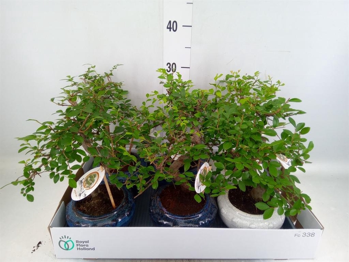 <h4>Bonsai   ...mix</h4>