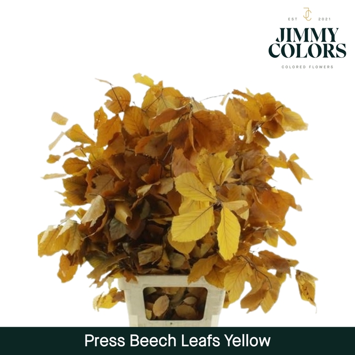 Press Beech Leafs  Yellow