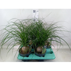 Beaucarnea recurvata