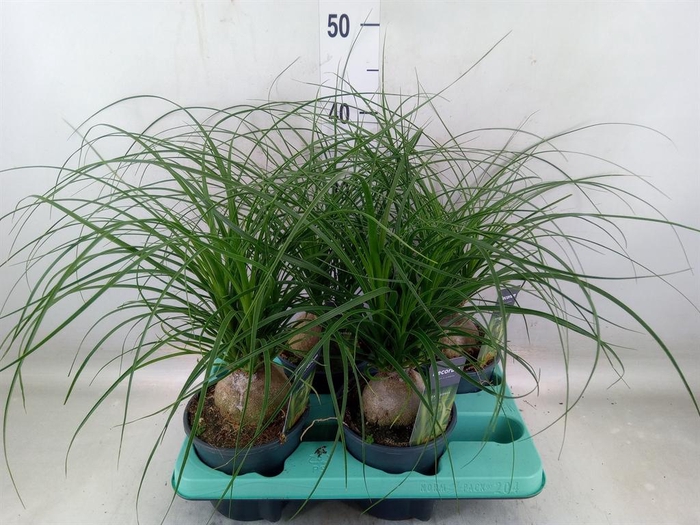 <h4>Beaucarnea recurvata</h4>