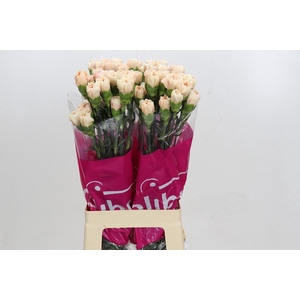 Dianthus St Apple Tea