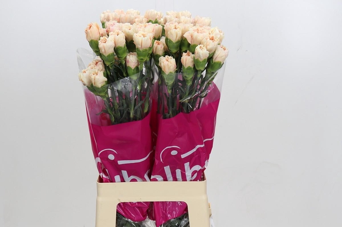 <h4>Dianthus St Apple Tea</h4>