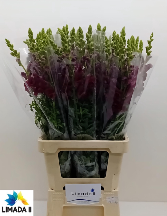 <h4>ANTIR POTO RED</h4>