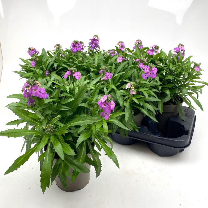 <h4>ERYS WINTER GEM</h4>