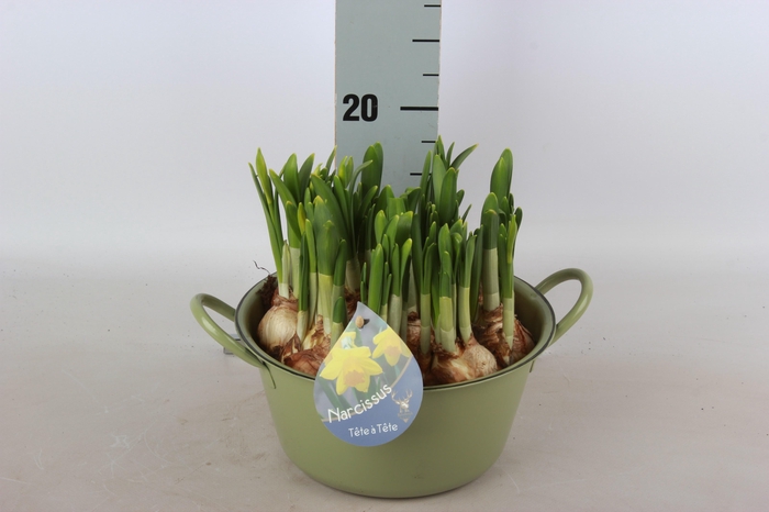 <h4>ARR NARCISSUS</h4>