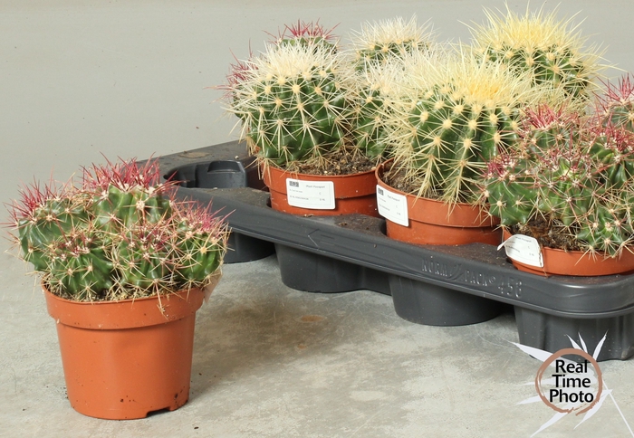 <h4>CACTUS OV</h4>