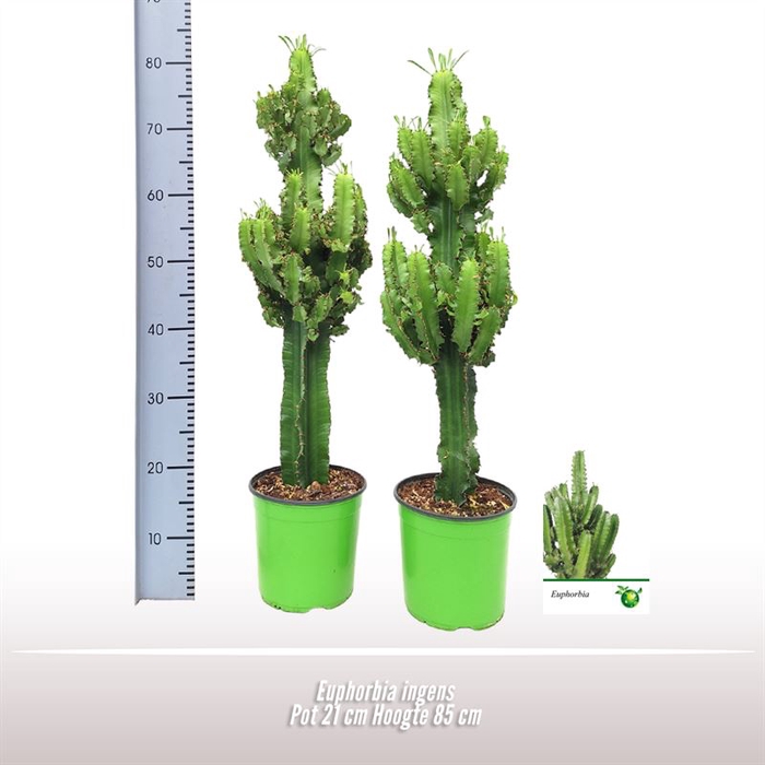 <h4>Euphorbia ingens</h4>