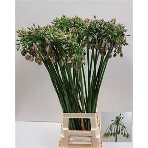 Allium Nect Siculum Bulgar