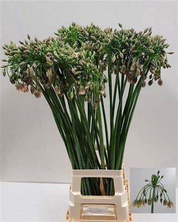 <h4>Allium Nect Siculum Bulgar</h4>