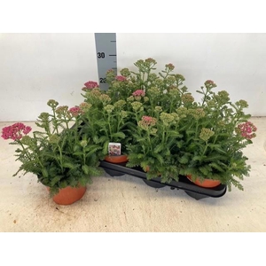 ACHI MILLEFOLIUM