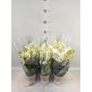 Phalaenopsis multi. 'Ant Lausanne'