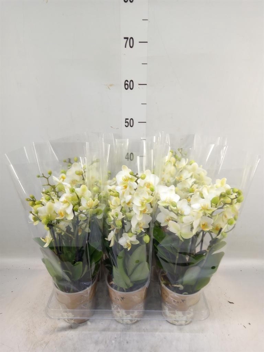 <h4>Phalaenopsis multi. 'Ant Lausanne'</h4>