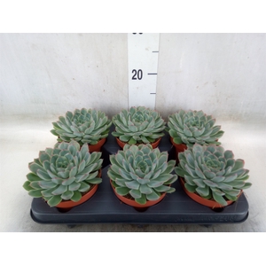 Echeveria pulidonis