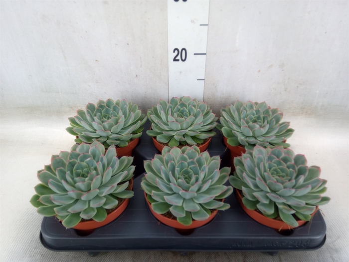 <h4>Echeveria pulidonis</h4>