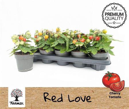 arr8 Tomatenplanten