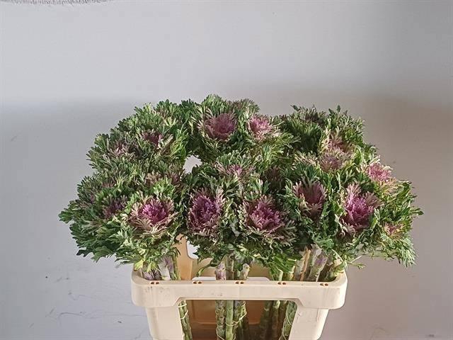 <h4>BRASS CRANE KING</h4>