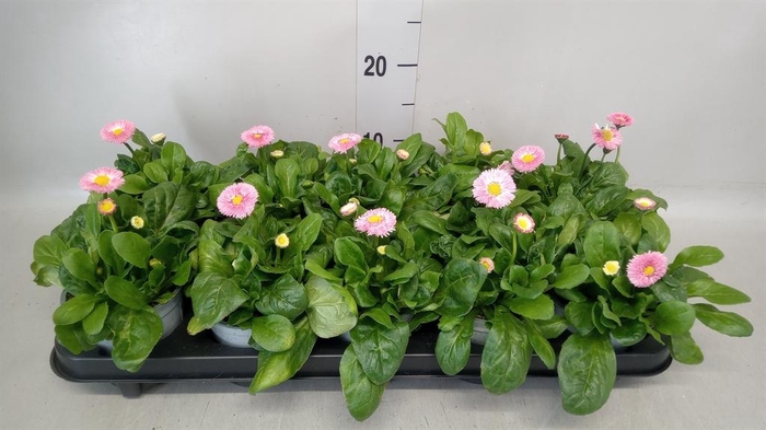 <h4>Bellis perennis</h4>