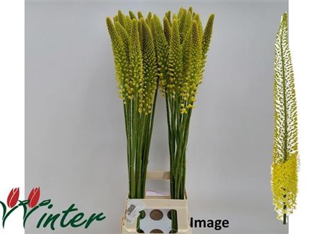 <h4>Eremurus Image</h4>