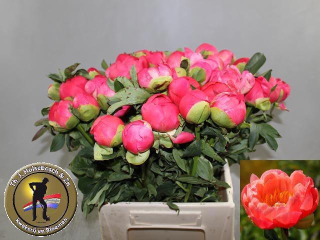 <h4>PAEO CORAL SUNSET</h4>