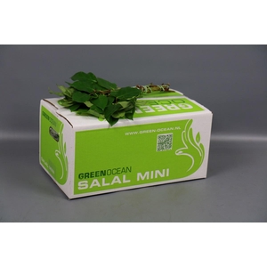 Salal Mini Tips Green Ocean