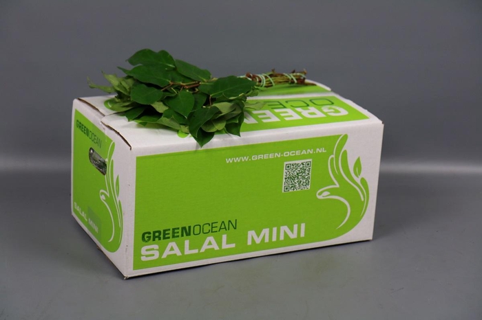 <h4>Salal Mini Tips Green Ocean</h4>