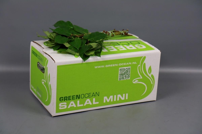 Salal Mini Tips Green Ocean