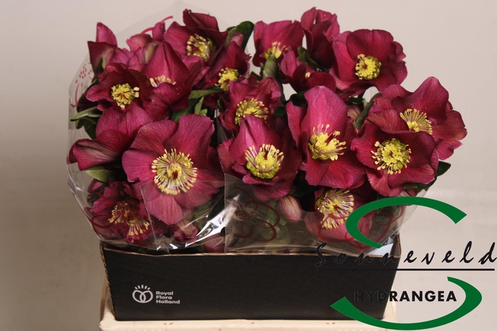 <h4>HELL AAR SARA RED</h4>