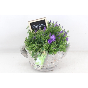 arr4 Outdoor JS - Theepot campanula