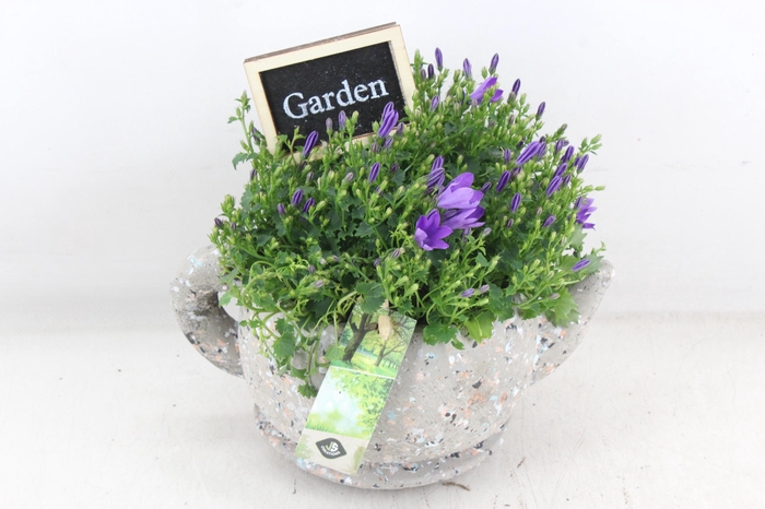 <h4>arr4 Outdoor JS - Theepot campanula</h4>