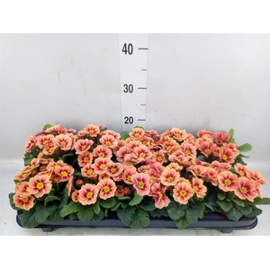 Primula ac. 'Cottage'