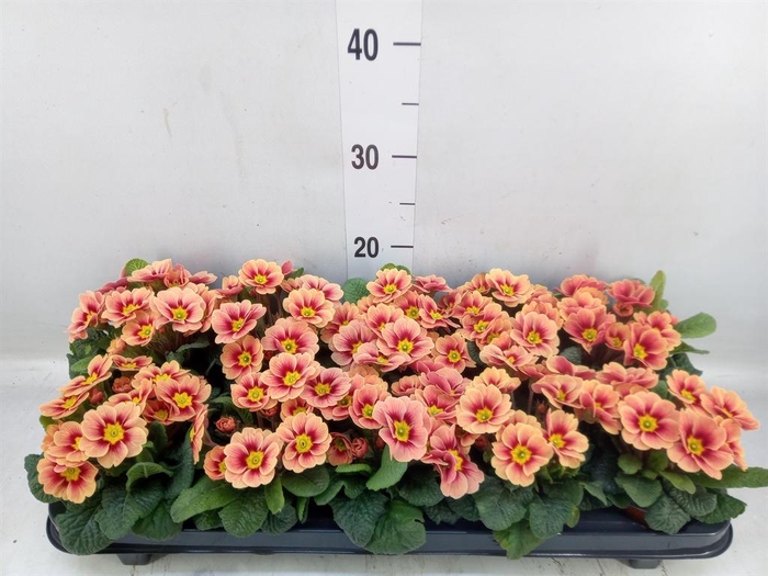 <h4>Primula ac. 'Cottage'</h4>