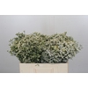 Limonium China White