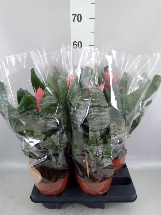 Aechmea   ...