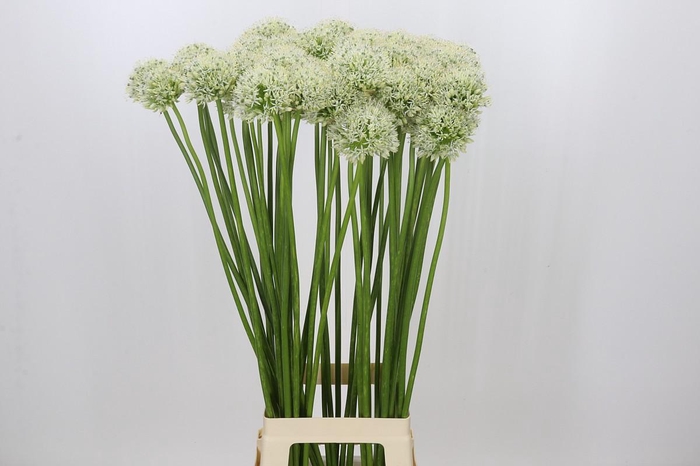 <h4>Allium Mount Everest</h4>