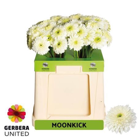 Ge Gr Pom Terra Moon Kick