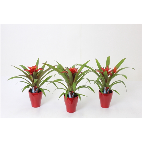 <h4>Guzmania 'Blitz'</h4>