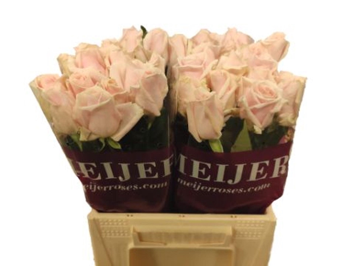 <h4>ROSA GR 'SWEET AVALANCHE'</h4>