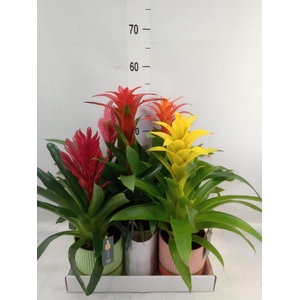 Bromelia   ...mix