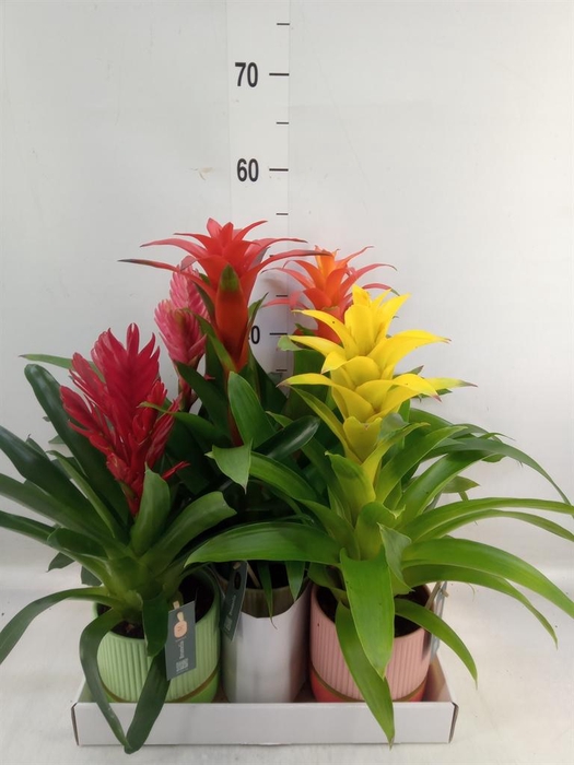 <h4>Bromelia   ...mix</h4>