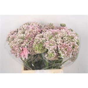 Ran Pon-pon Candy Pink Ex