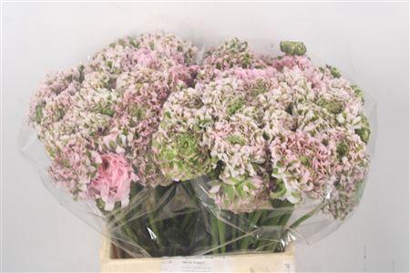 <h4>Ran Pon-pon Candy Pink Ex</h4>