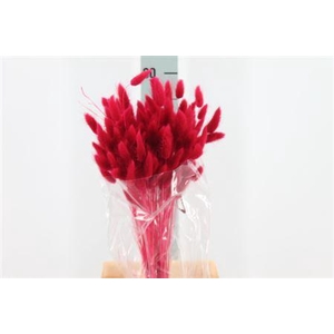 Dried Lagurus Bleached Fuchsia Bs