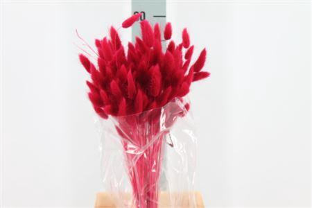 <h4>Dried Lagurus Bleached Fuchsia Bs</h4>