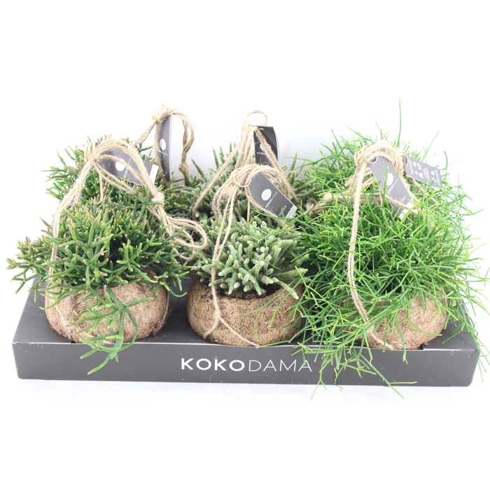 <h4>Arr3 Kokoplant - Rhipsalis Mix X6</h4>